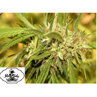 Mr Sugar Lemon Haze - Mr Hide Seeds