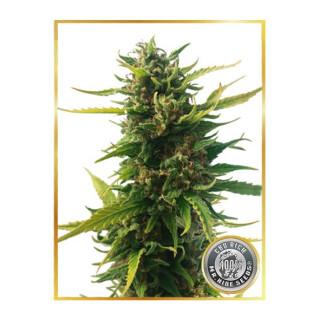 Without THC - CBD - Mr Hide Seeds