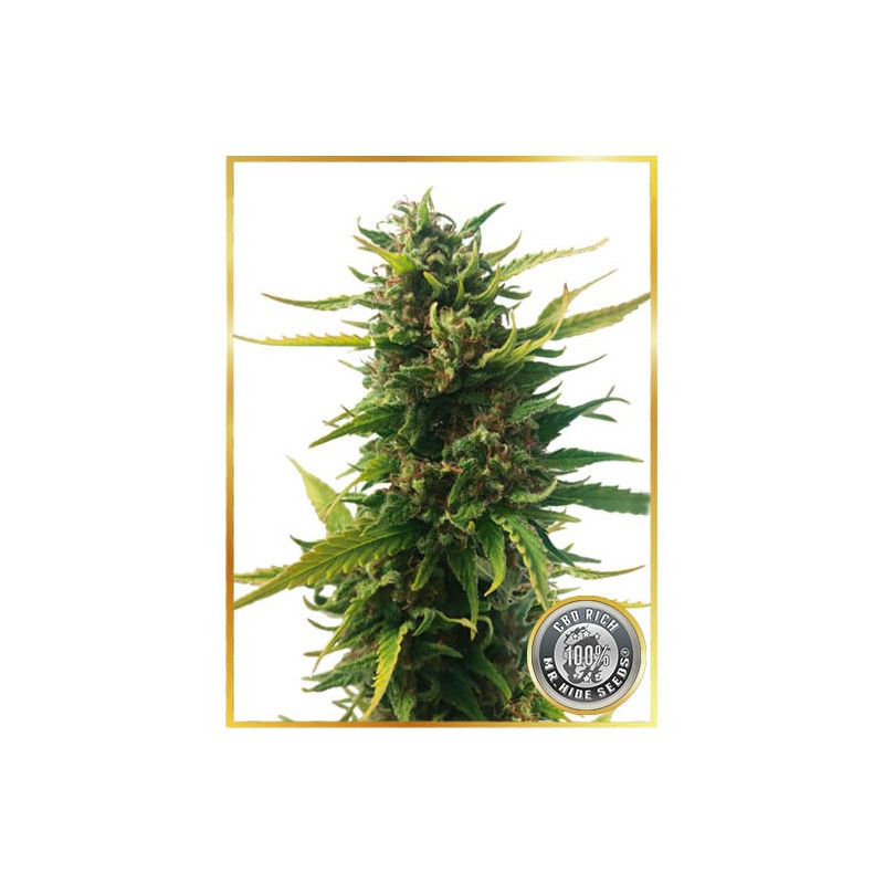 Without THC - CBD - Mr Hide Seeds