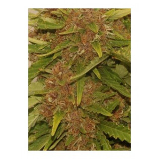 Kritical Red Auto - Mr Hide Seeds