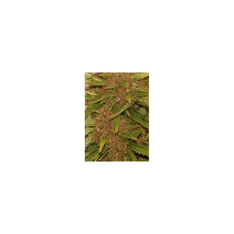 Kritical Red Auto - Mr Hide Seeds