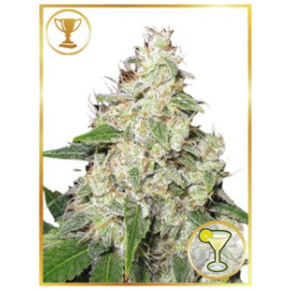 Mr Gelato Ice - Mr Hide Seeds