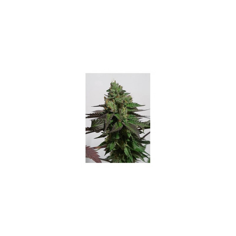 Mr White Widow plus - Mr Hide Seeds