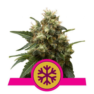 Ice - Féminisée - Royal Queen Seeds