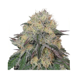 Gorilla Cream Auto - Mr Hide Seeds