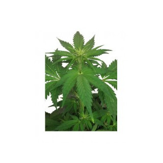 Triping 25 Autoflorissante - Mr Hide Seeds