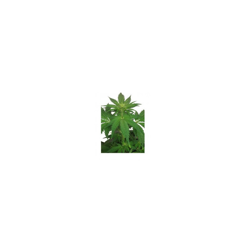 Triping 25 Autoflorissante - Mr Hide Seeds