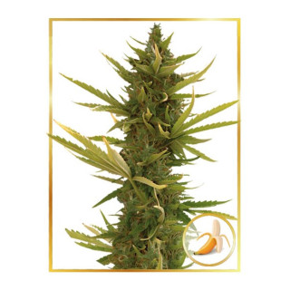 Black Banana - Autoflorissante - Mr Hide Seeds