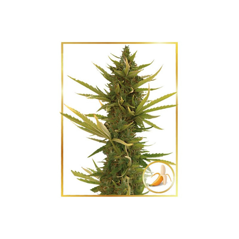 Black Banana - Autoflorissante - Mr Hide Seeds
