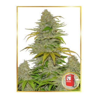 Diesel Mass Auto - Mr Hide Seeds