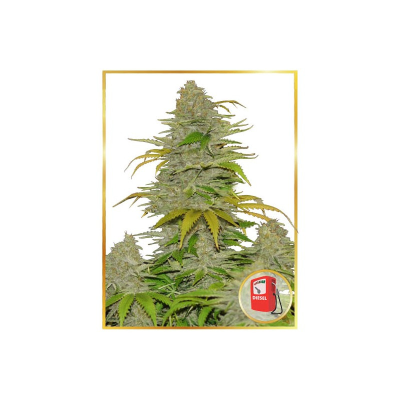 Diesel Mass Auto - Mr Hide Seeds