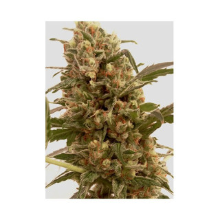 Mr Mango Crack - Féminisée - Mr Hide Seeds | ROOTS-SEEDS.FR