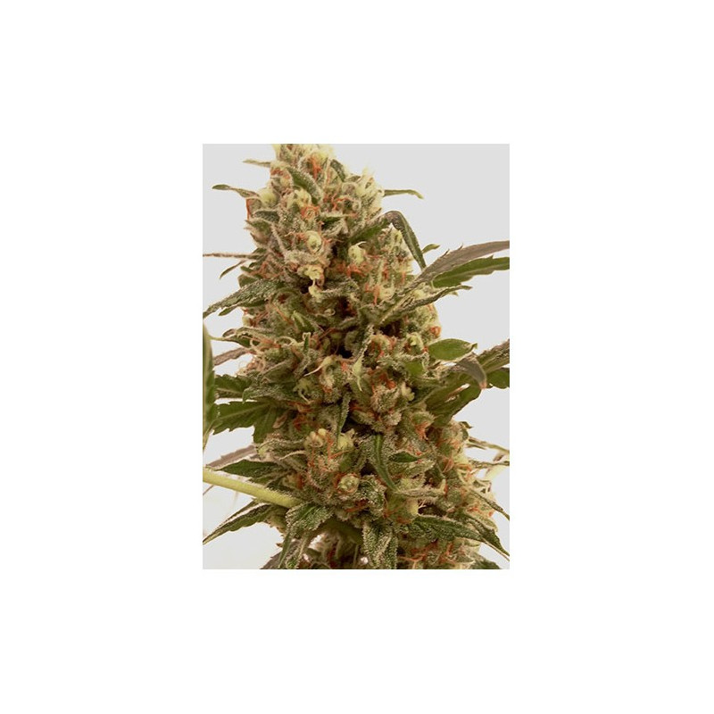Mr Mango Crack - Féminisée - Mr Hide Seeds | ROOTS-SEEDS.FR