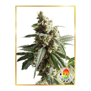 Mr Mango Crack - Féminisée - Mr Hide Seeds