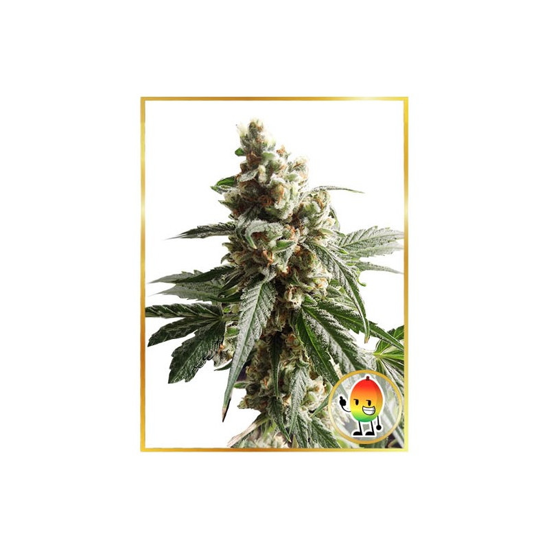 Mr Mango Crack - Féminisée - Mr Hide Seeds