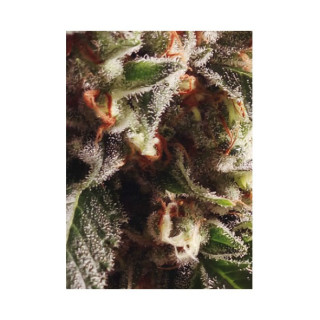 Mr Mango Crack - Féminisée - Mr Hide Seeds | ROOTS-SEEDS.FR