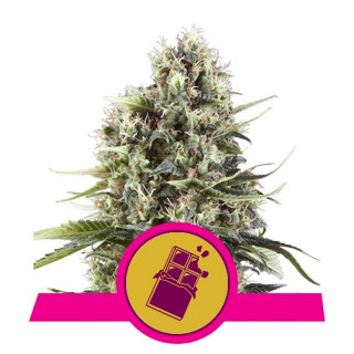 Chocolate Haze - Féminisée - Royal Queen Seeds