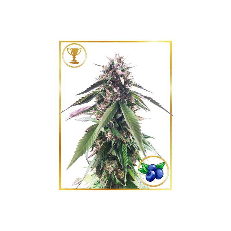 Mr Blueberry Bud - Féminisée - Mr Hide Seeds