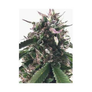 Mr Blueberry Bud - Féminisée - Mr Hide Seeds | ROOTS-SEEDS.FR