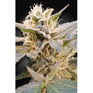 CBDelight - Féminisée - Paradise Seeds