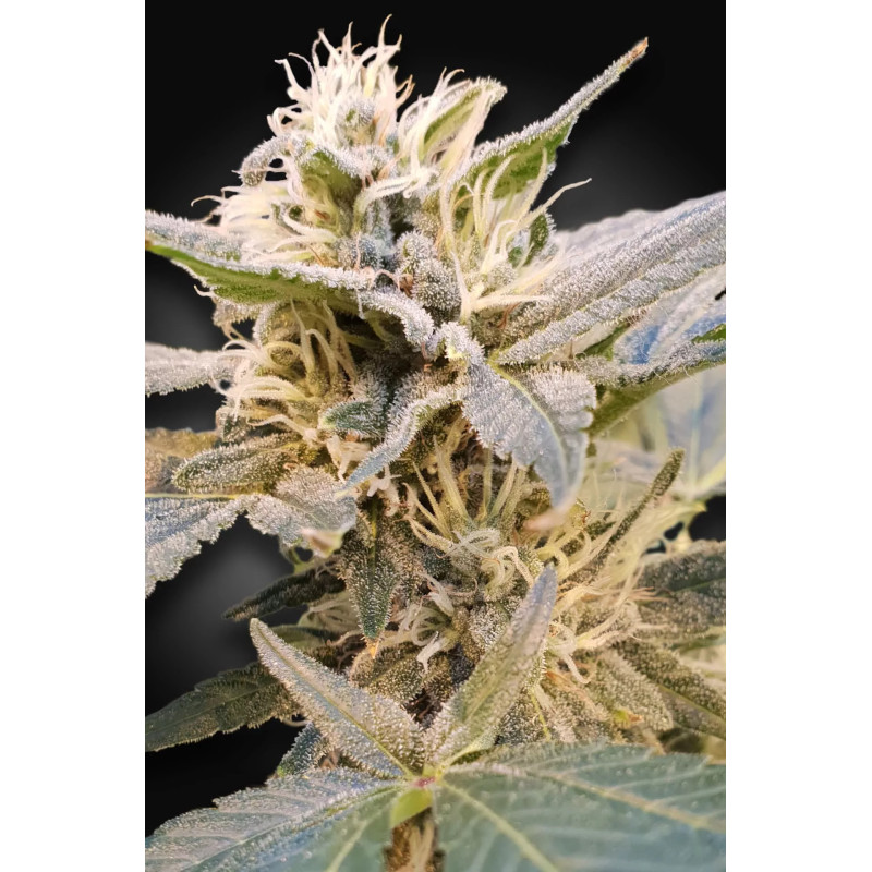 CBDelight - Féminisée - Paradise Seeds CBDelight - Féminisée - Paradise Seeds