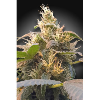 CBDenergy - Féminisée - Paradise Seeds