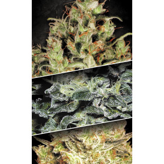 Sativa Champions Pack - Féminisée - Paradise Seeds