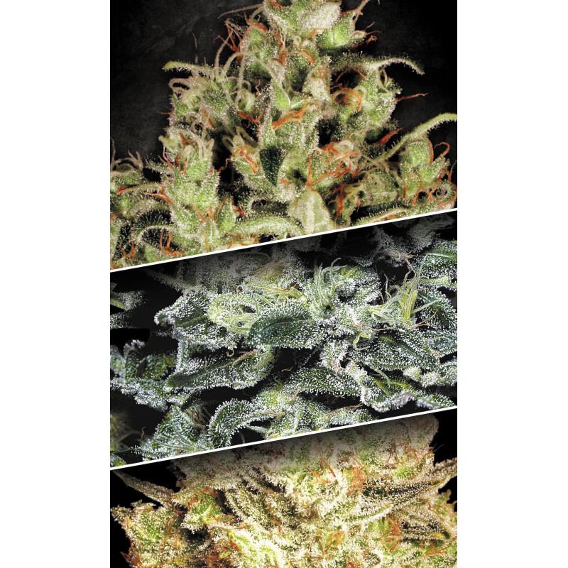 Sativa Champions Pack - Féminisée - Paradise Seeds