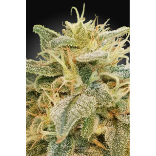 CBDrelief - Féminisée - Paradise Seeds CBDrelief - Féminisée - Paradise Seeds