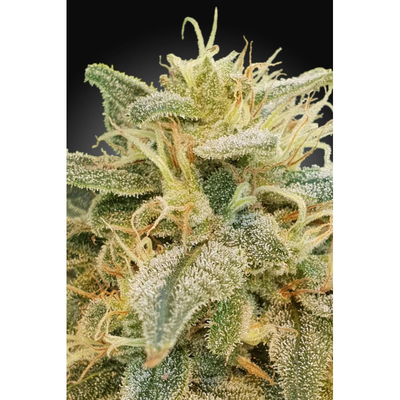 CBDrelief - Féminisée - Paradise Seeds CBDrelief - Féminisée - Paradise Seeds