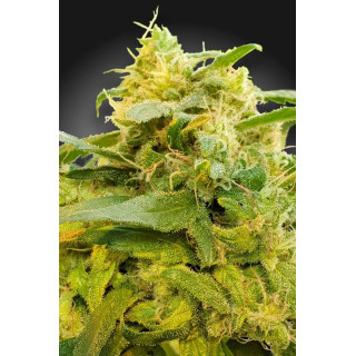 CBDivine - Féminisée - Paradise Seeds CBDivine - Féminisée - Paradise Seeds