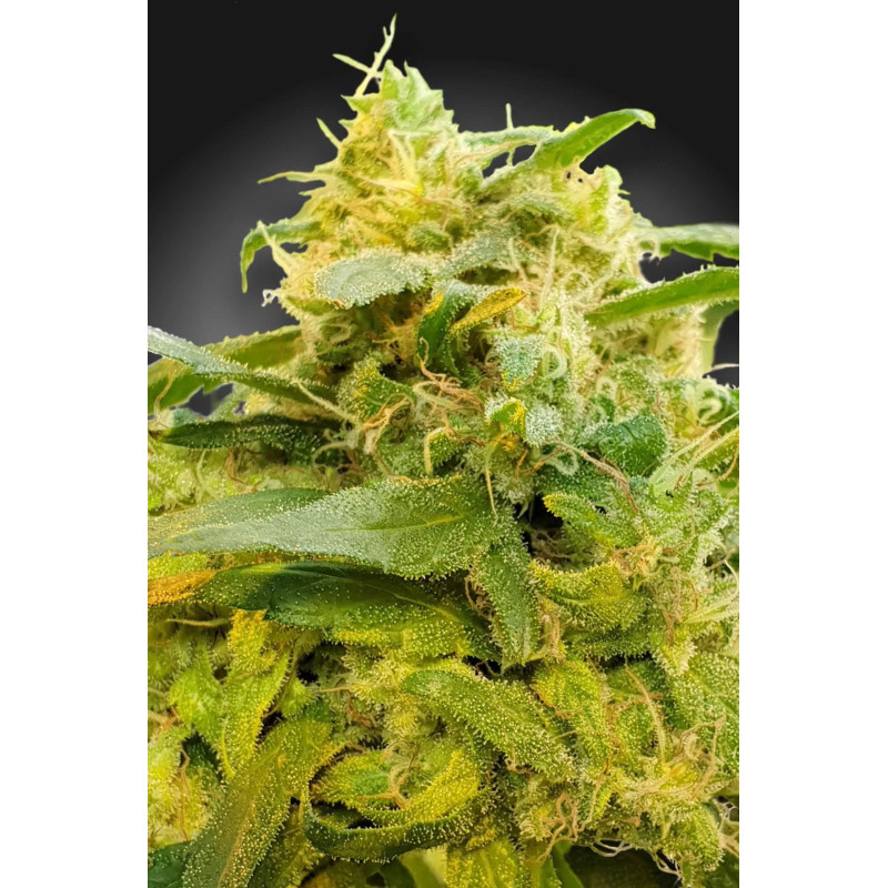 CBDivine - Féminisée - Paradise Seeds CBDivine - Féminisée - Paradise Seeds