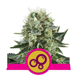 Bubble Kush - Féminisée - Royal Queen Seeds