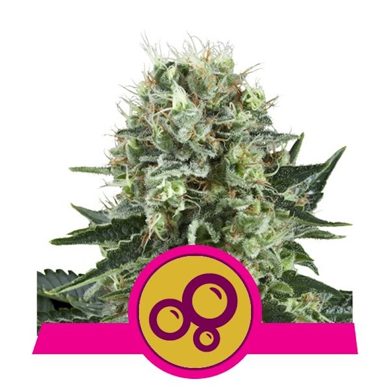 Bubble kush royal queen seeds