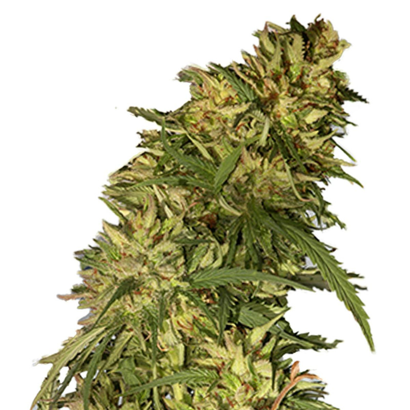 Mr Cheese Mass - Mr Hide Seeds