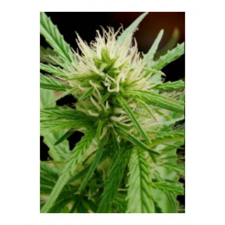 Black Banana - Autoflorissante - Mr Hide Seeds