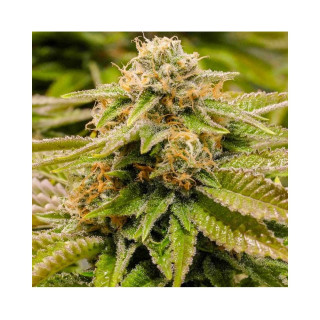 Gorilla Cream Auto - Mr Hide Seeds