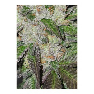 Mr White Widow plus - Mr Hide Seeds | ROOTS-SEEDS.FR