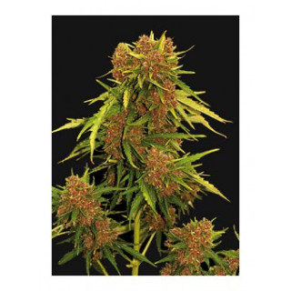 Kritical Red Auto - Mr Hide Seeds