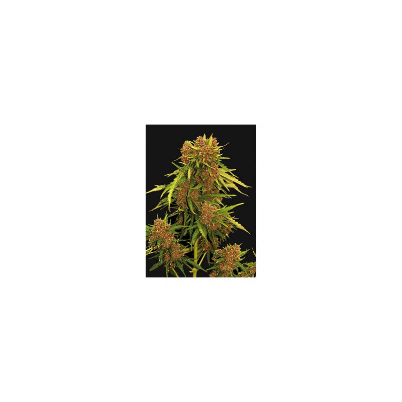 Kritical Red Auto - Mr Hide Seeds