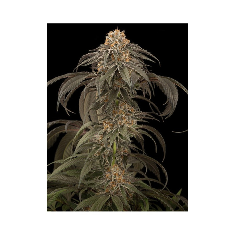 Mr Big Candy - Mr Hide Seeds