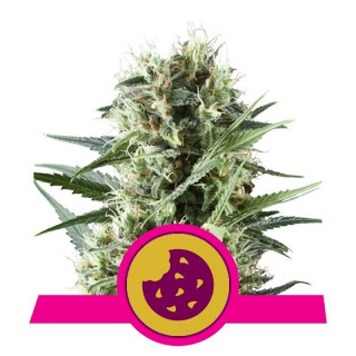 Royal Cookies - Féminisée - Royal Queen Seeds