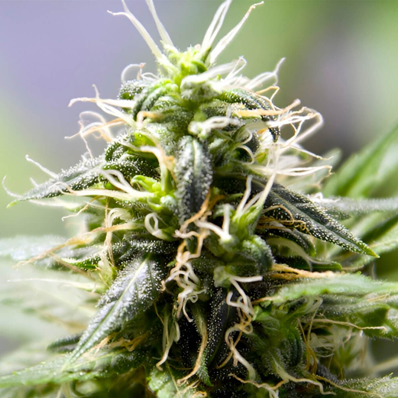 Without THC - CBD - Mr Hide Seeds