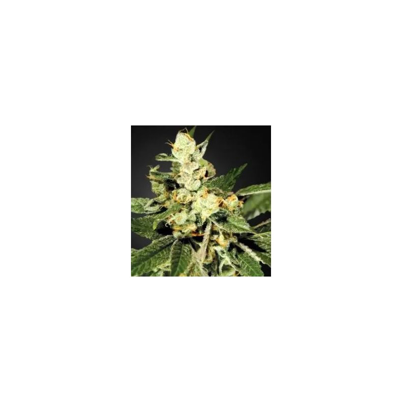 Mr Sugar Lemon Haze - Mr Hide Seeds