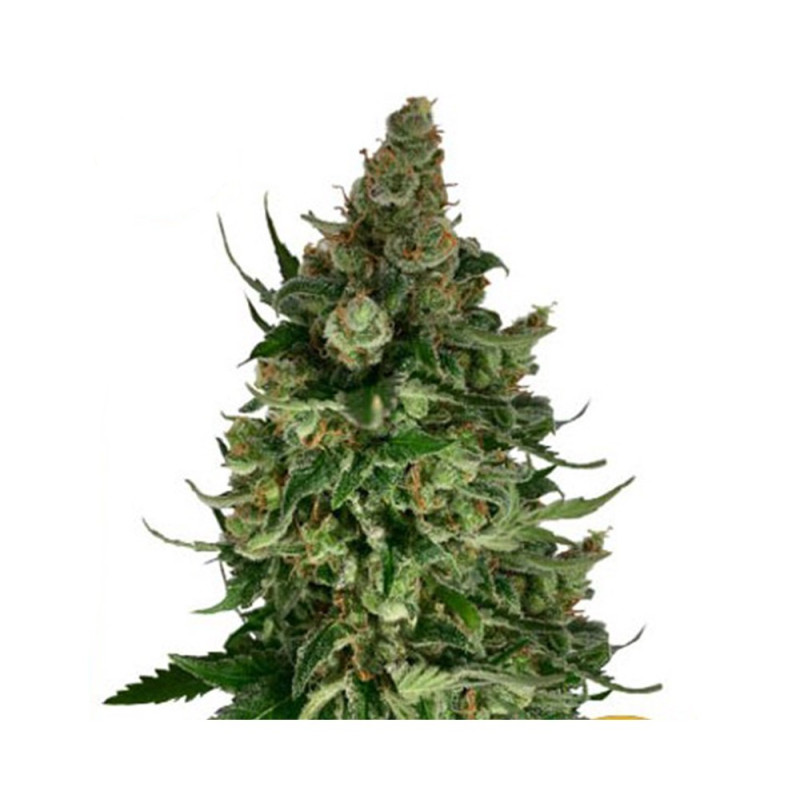 Mr Gorilla Cream - Mr Hide Seeds