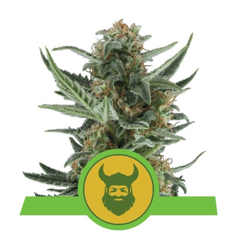 Royal dwarf auto royal queen seeds