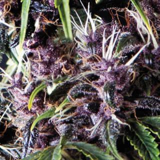 Purple - Autofloraison - Pyramid Seeds