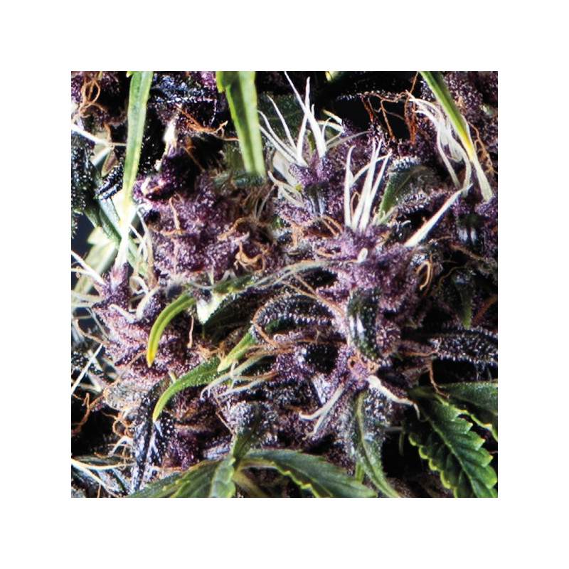 Purple - Autofloraison - Pyramid Seeds