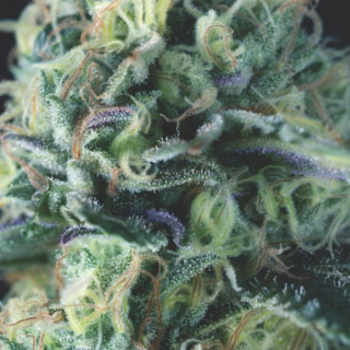 Cookies USA - Autofloraison - Pyramid Seeds