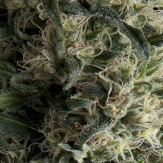 Galaxy - Autofloraison - Pyramid Seeds